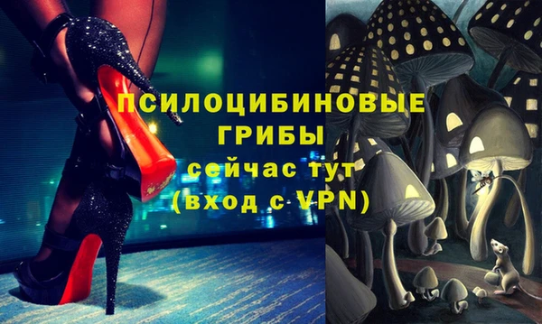 хмурый Аркадак